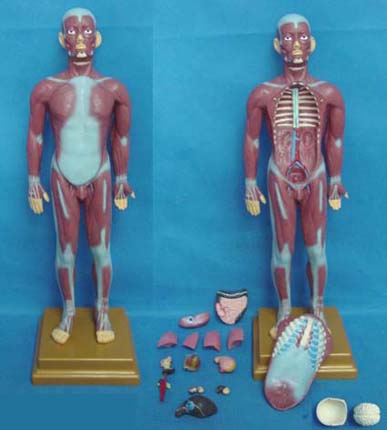 康人 人体全身肌肉附内脏模型 KAR/11301-2 康人 人体全身肌肉附内脏模型 KAR/11301-2