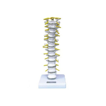  胸椎模型 KAR/11108