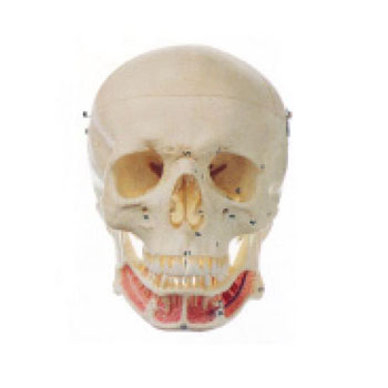  成人头颅骨附神经模型 KAR/11112