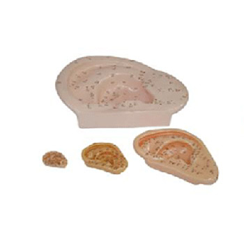  耳针灸模型 13cm