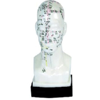  头针灸模型 20cm