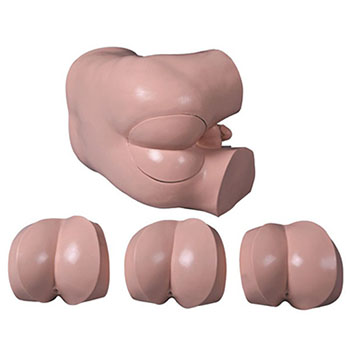  高级直肠指诊检查模型 KAR/LV39