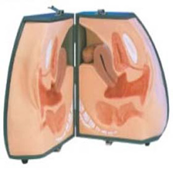 中弘高级女性避孕器指导模型 ZH-N