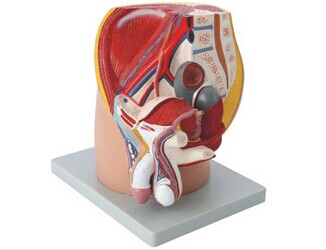    男性盆腔正中失状切面模型（4部件） KAR/15101