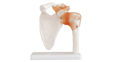 XC-109自然大肩关节模型 XC-109