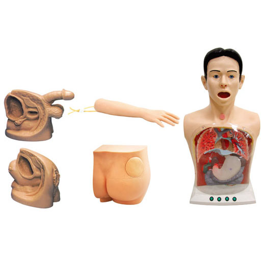 新型基础护理实习操作模型（五部件） KAS-17