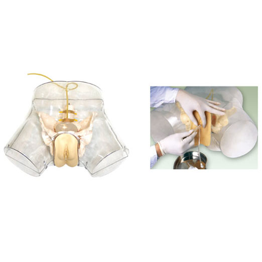  高级透明女性导尿模型 KAS-F2