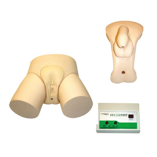  电子导尿灌肠教学实习模型 KAS-D