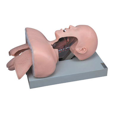  高级人体气管插管训练模型KAR/50