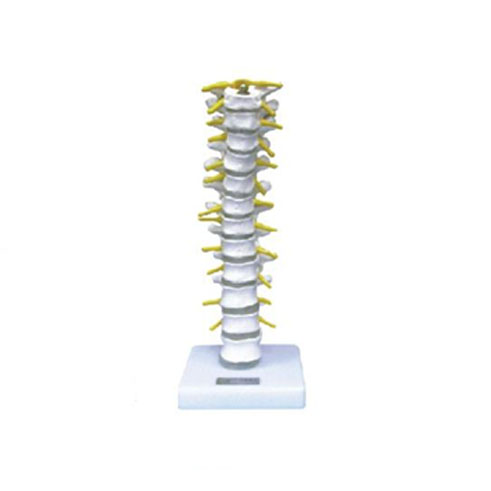 胸椎模型KAR/11108