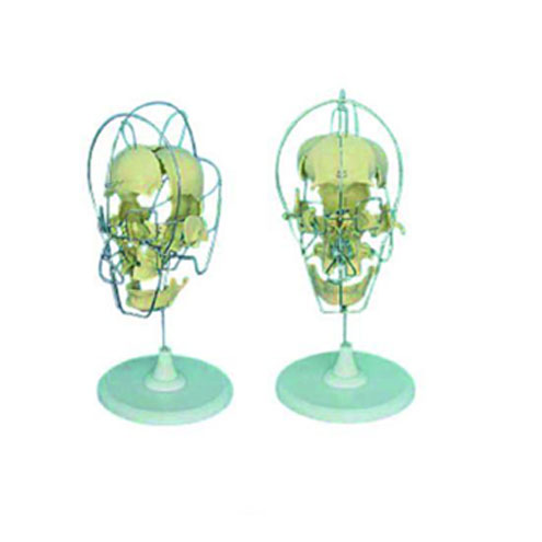 成人头颅骨骨性分离模型KAR/11116-1