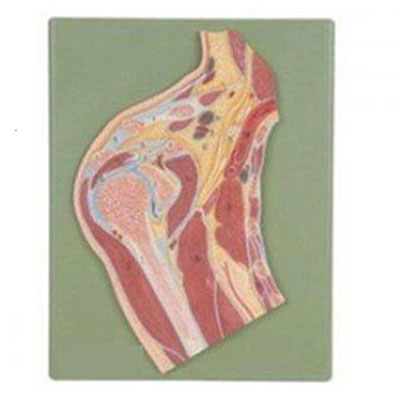  肩关节剖面模型KAR/11202