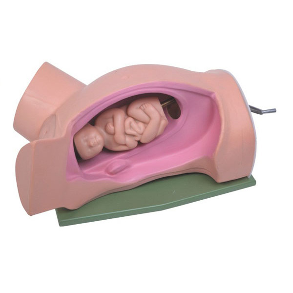  分娩机转示教模型KAR/5