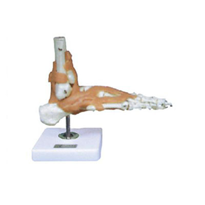  足关节功能模型KAR/11209-6