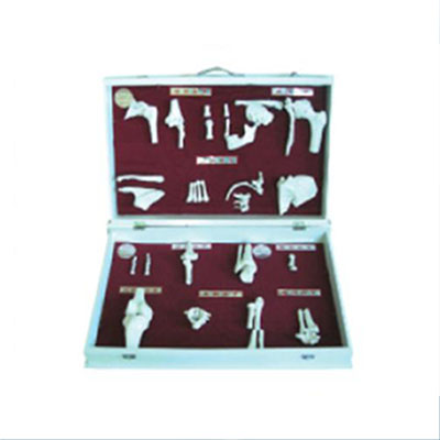  人体骨关节分类模型KAR/11212