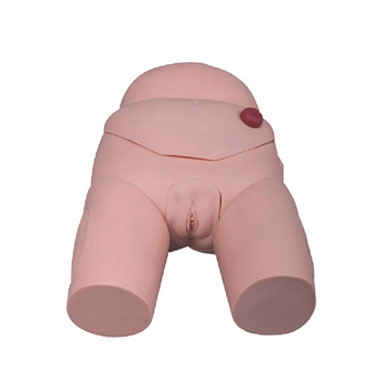  高级女性导尿模型KAR/D4