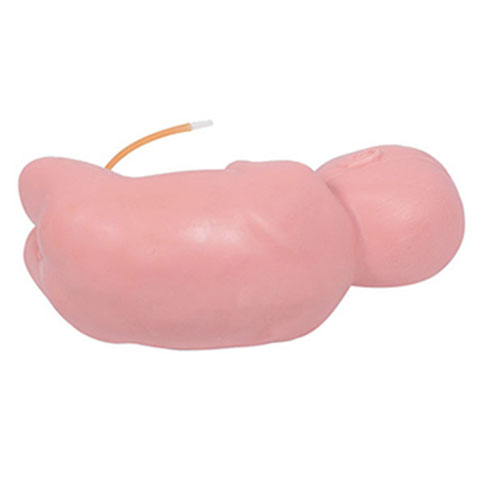  新生儿腰穿刺模型KAR/L60A