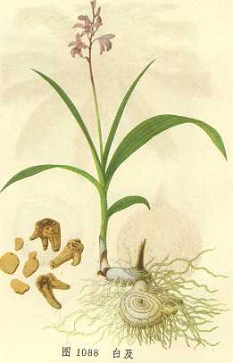 rhizoma bletillae  common bletilla tuber  【别名】 白鸡儿头,白根