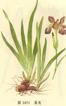 【来源】 为鸢尾科植物鸢尾iris tectorum maxim.的根茎.