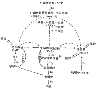 嘌呤代谢反馈调节及尿酸合成途径; 尿酸; 高尿酸血症