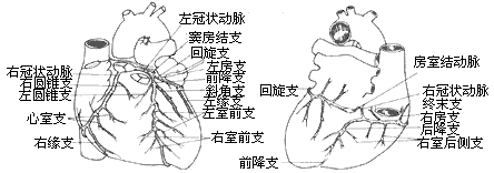 右冠状动脉自右冠状动脉瓣窦发出后贴近右心耳底部,沿右房室沟向外向