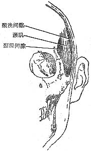 颞间隙感染