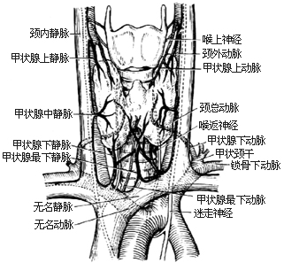 甲状腺次全切除术